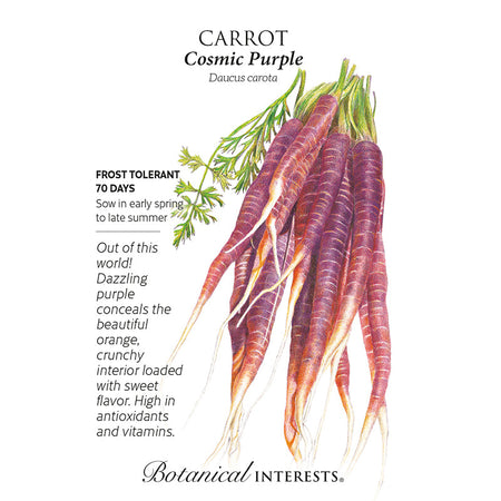 Carrot Cosmic Purple