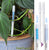 Sustee Aquameter Set of 2, Plant Moisture Sensor/Indicator, (White, Large, Refillable) FREE SHIPPING